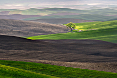 D4P0923-tree-crop-250-tc-final-FSS-4-2x3-crop-copy