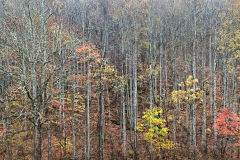 Untitled_Panorama1-old-wood-crop-tc250